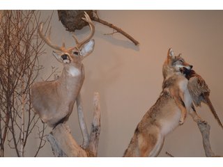 54.7 Acres with 50 tillable and 4.3 wooded.  Surrounded by heavy deer population on CRP land.  Great trophy deer hunting on established food plots.  Hunting tower.

Receive income on tillable acres while abundance of deer hunting on established food plot. - Great Investment Opportunity - Tillable Land, Recreation & Building Site